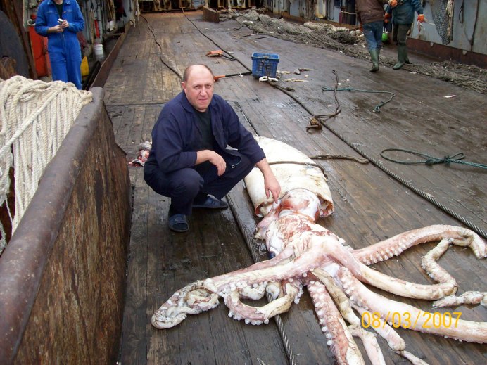 Гигантский Тихоокеанский осьминог