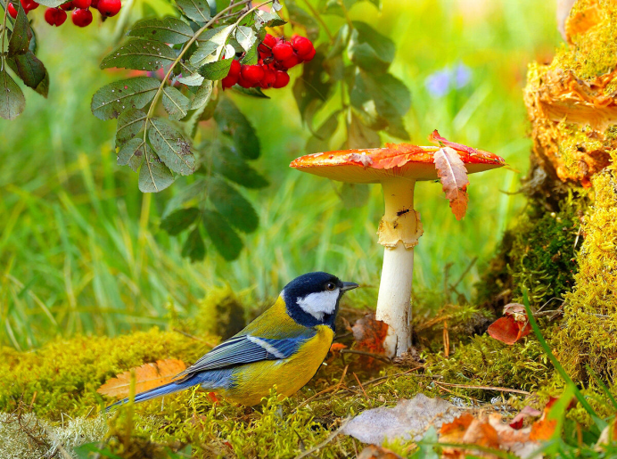 Природа птицы
