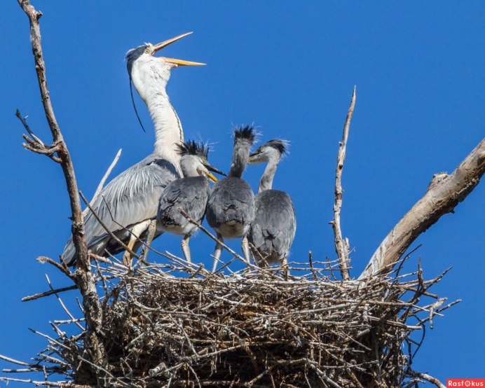 Серая цапля птенец