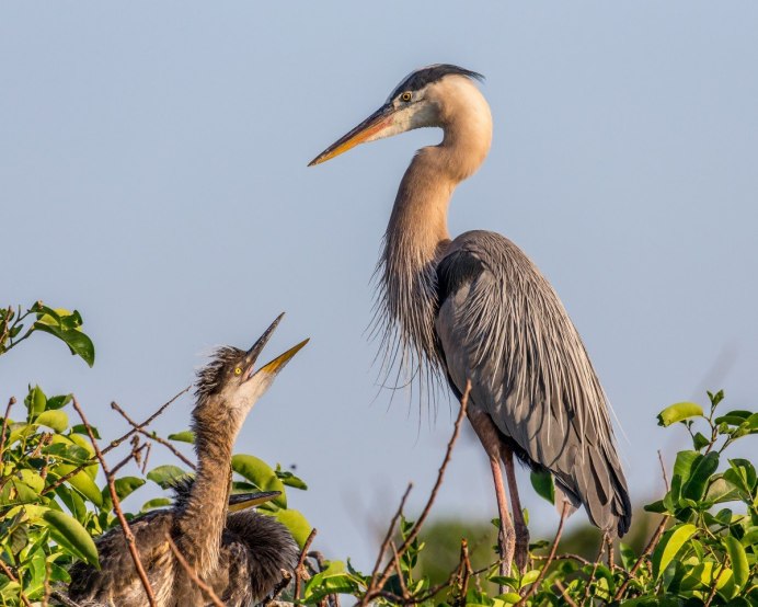 Цапля гнездование