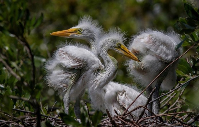 Птенцы Цапли в гнезде