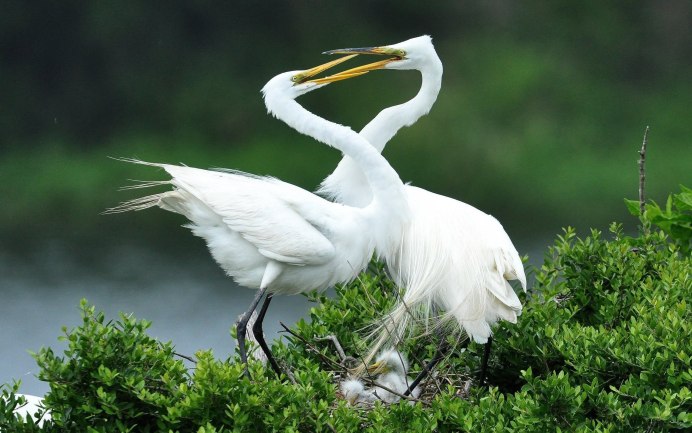 Селигер остров цапель