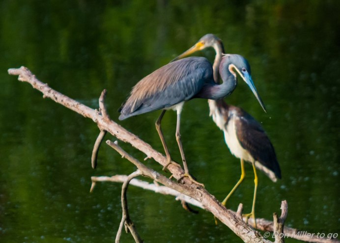 Серая цапля гнездо и птенцы