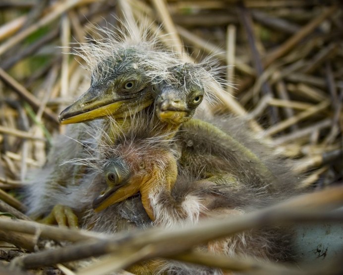 Китоглав птенцы