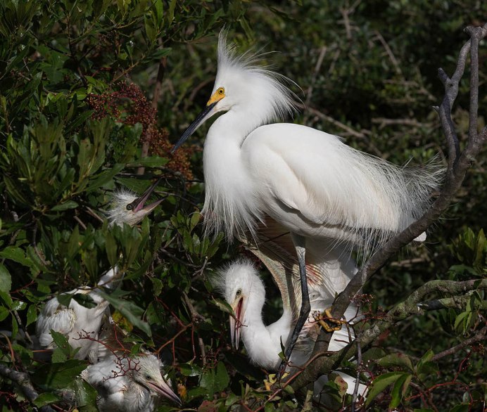 Серая цапля птенец