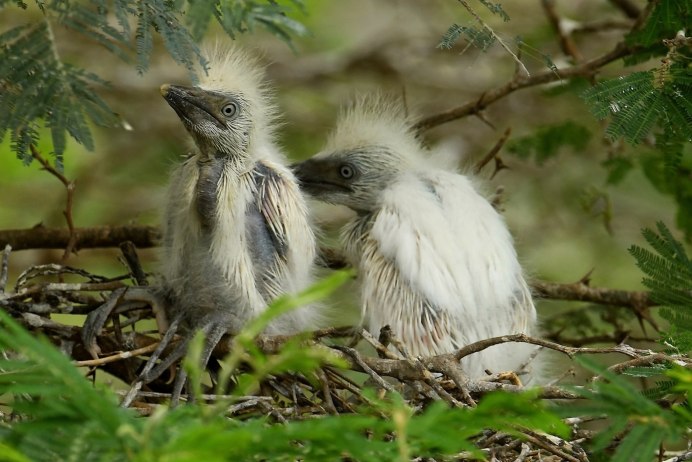 Белый птенец