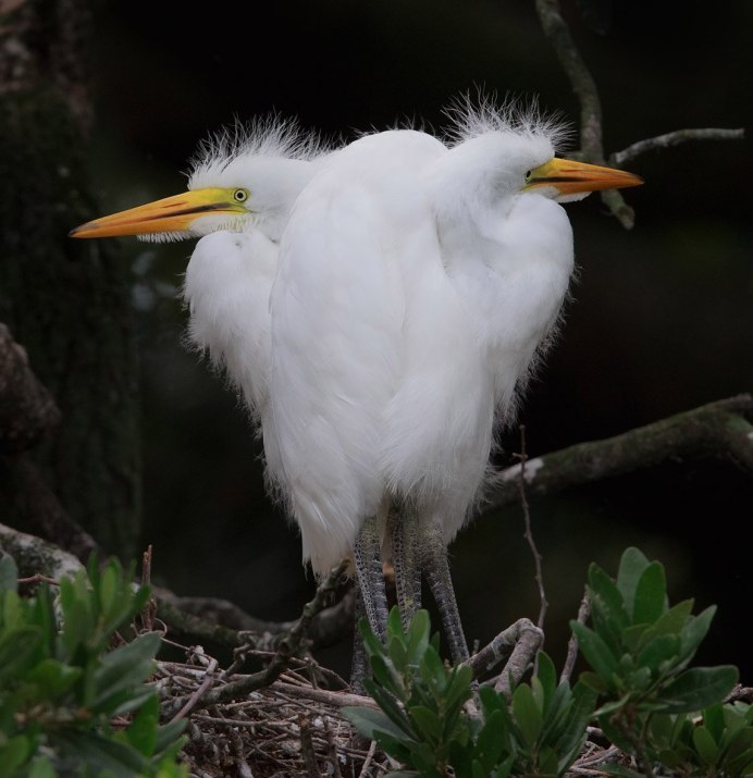 Белая цапля птенцы