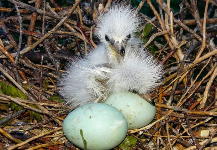 Белая цапля птенцы