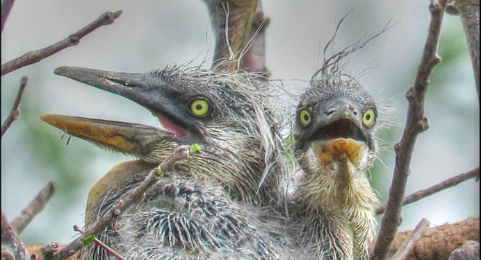 Птенцы диких птиц