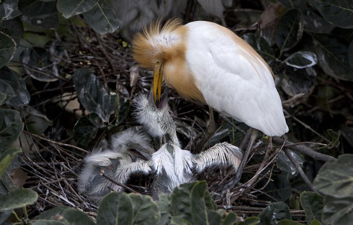 Серая цапля гнездо