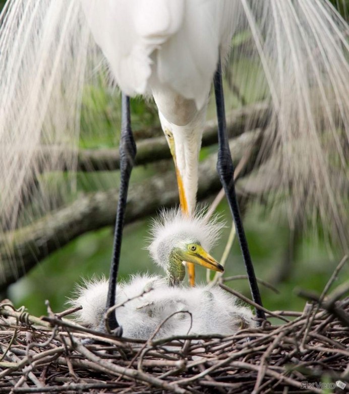 Херон цапля птенец