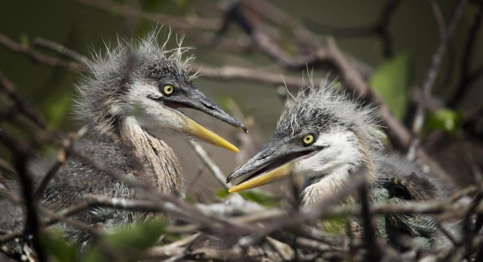 Херон цапля птенец