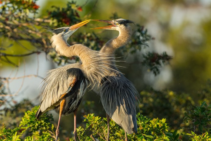 Новорожденные птенцы Цапли