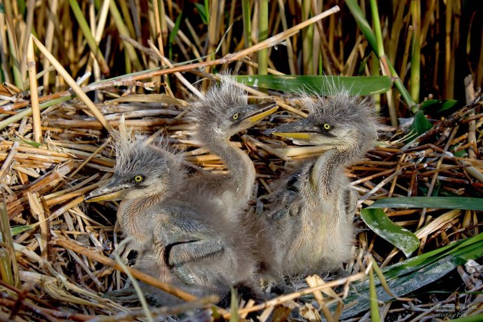 Птенец Цапли