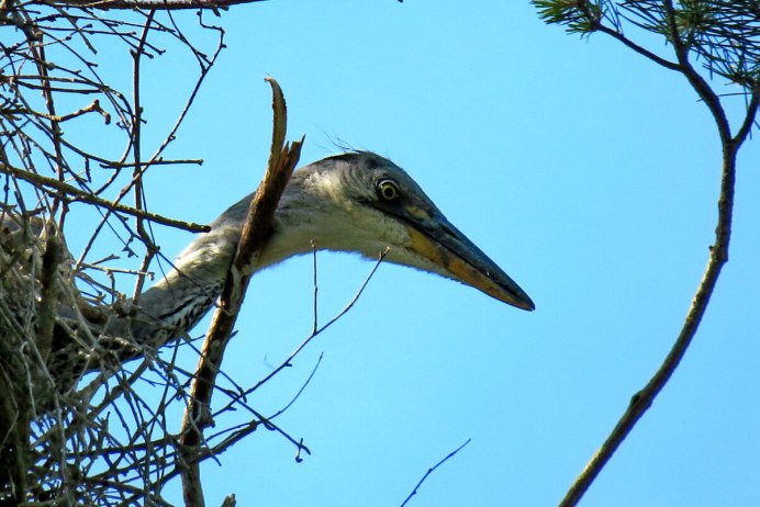 Херон цапля птенец