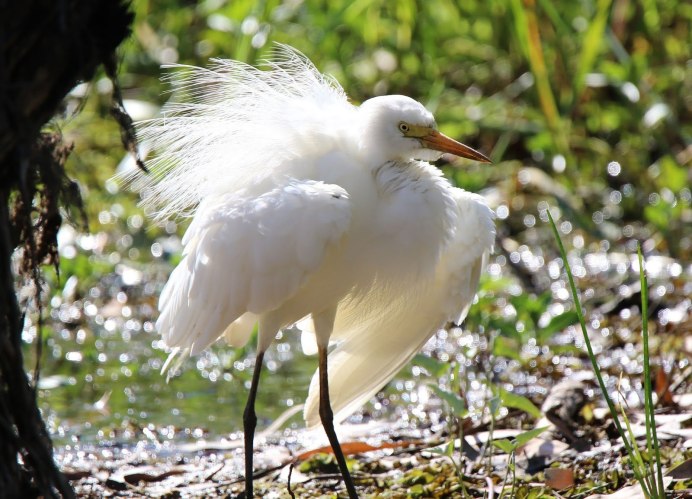 Птенцы редких птиц