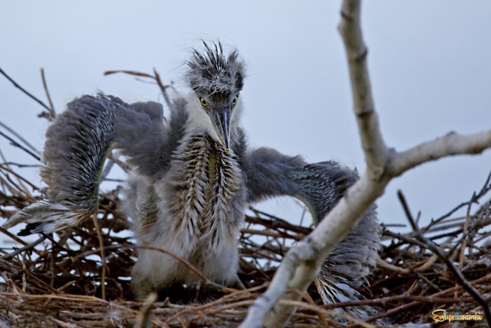 Белая цапля птенцы
