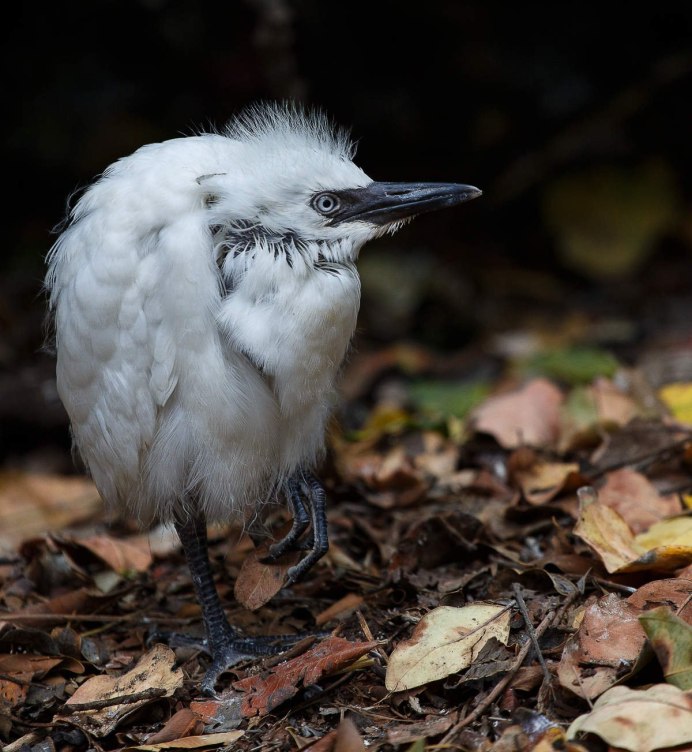 Кваква цапля птенец