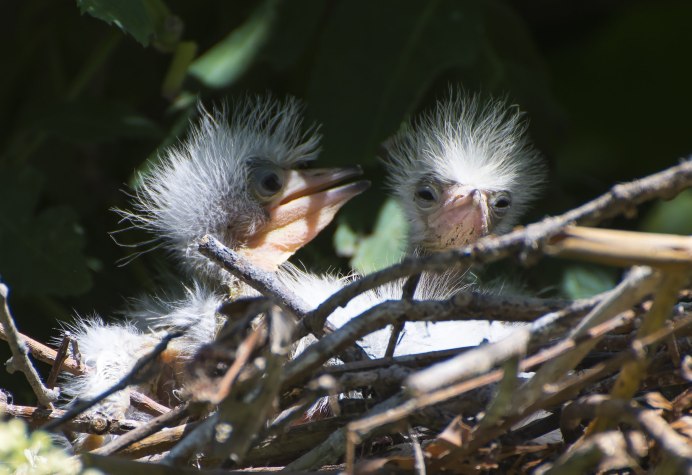 Птенец Цапли