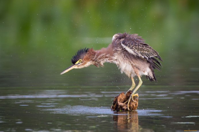 Египетский Ибис птенец