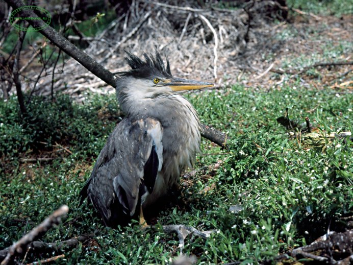 Птенец серой Цапли