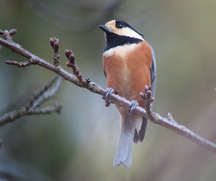 Капюшонная синица