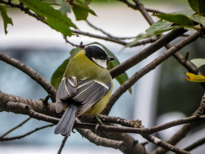 Пение синички