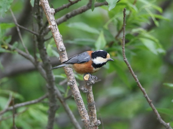 Клюв синицы