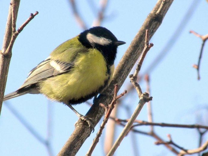 Восточная синица Parus Minor