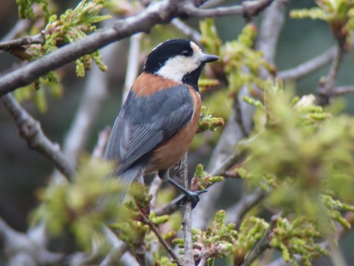 Тиссовая синица Parus varius