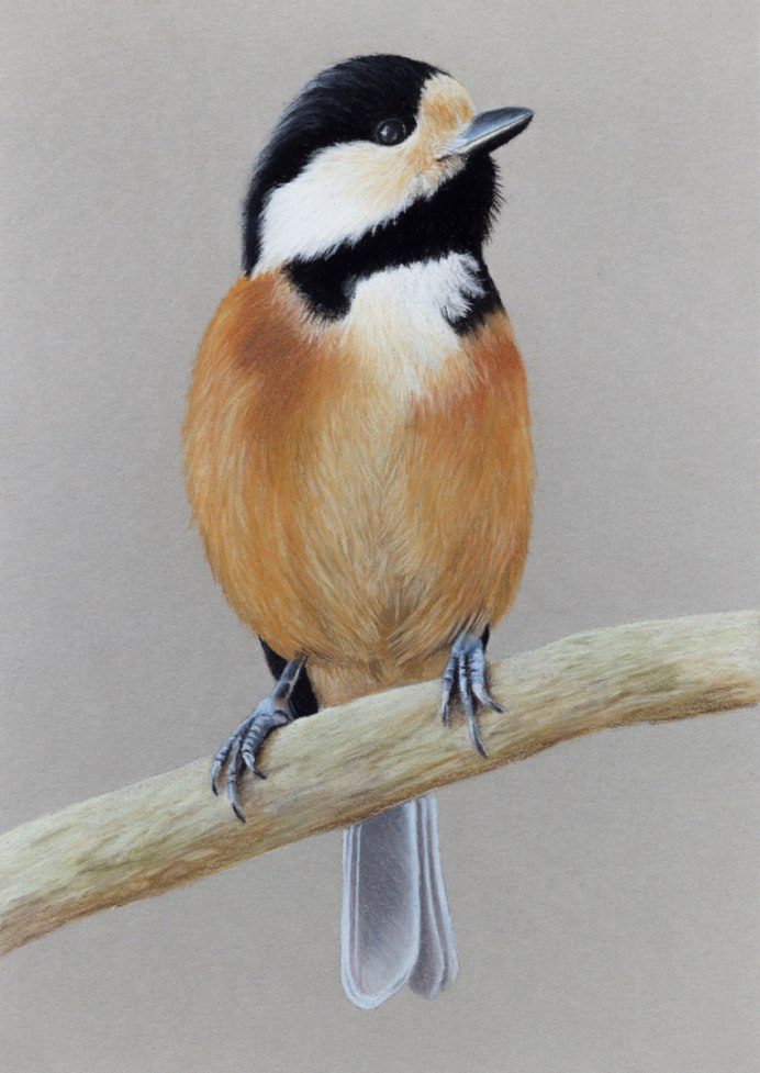 Обыкновенная лазоревка