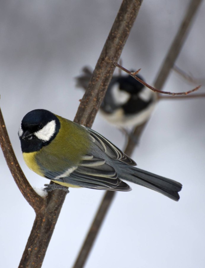 Тиссовая синица (Poecile varius).