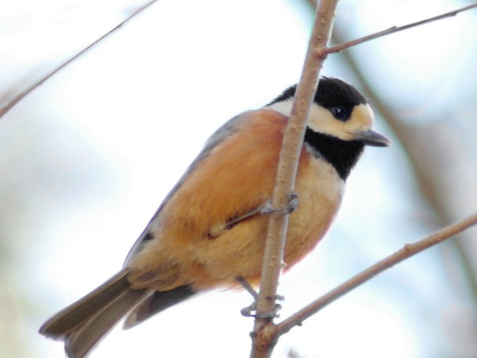 Cyanistes varius — Тиссовая синица