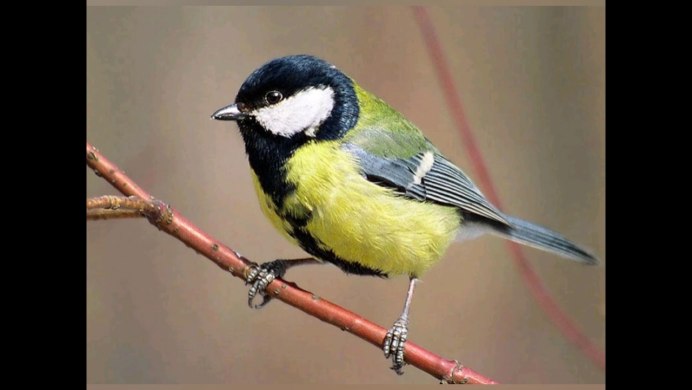 Семейство синиц фото и названия