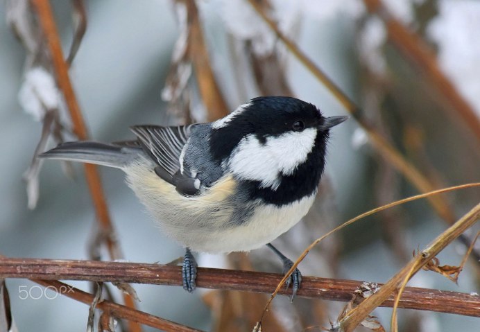 Рыжеголовая синица длиннохвостая птица