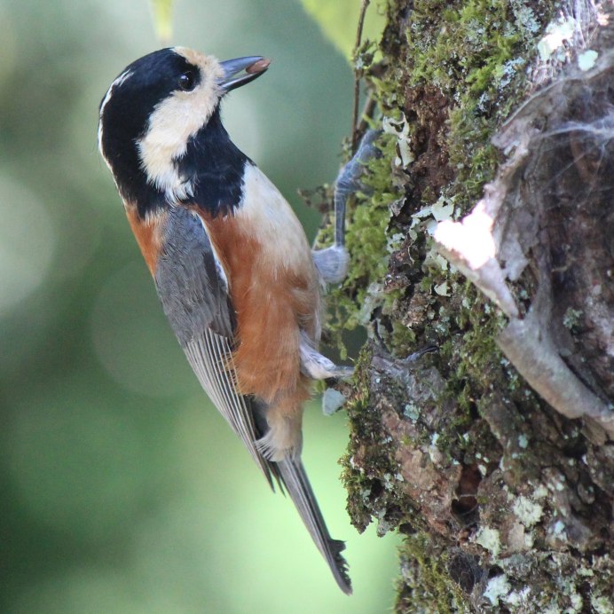 Желтобрюхая синица