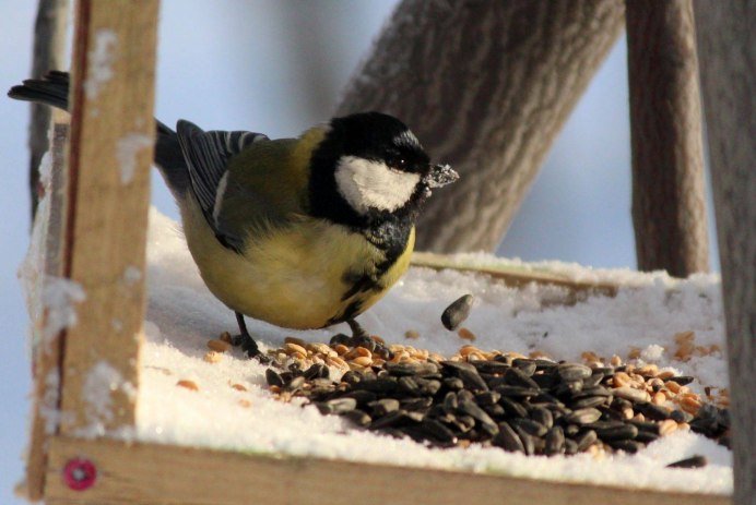 Тиссовая синица