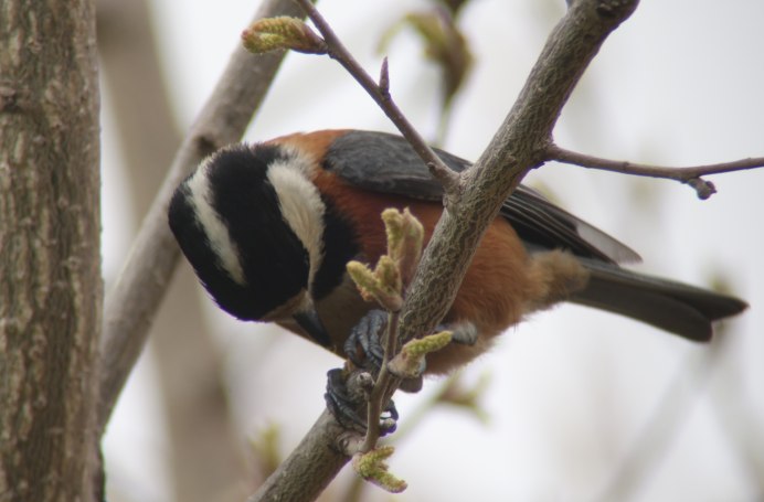 Синица пуховка
