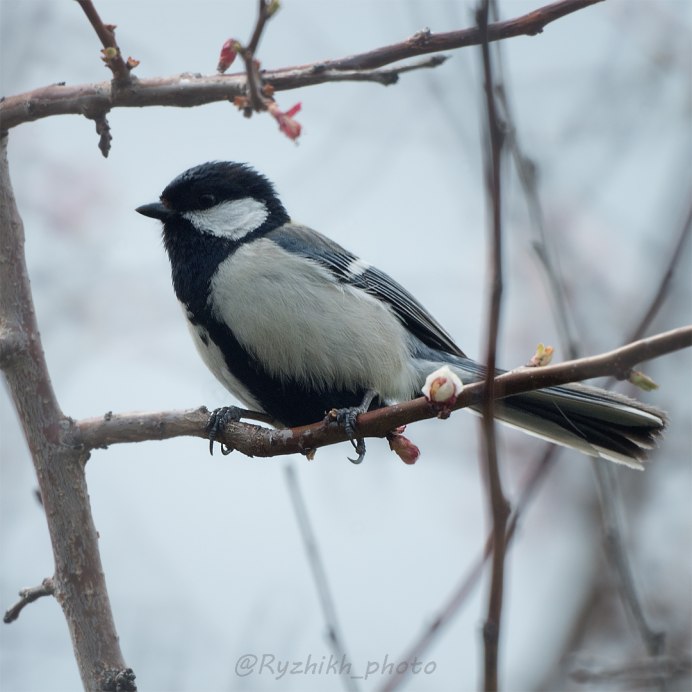 Малая синица