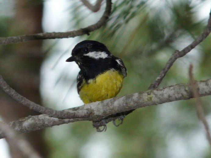 Птицы зимой