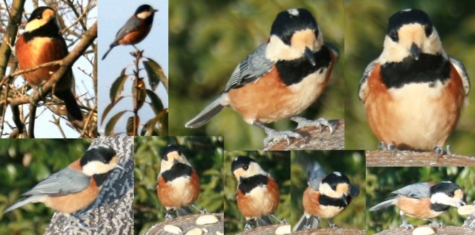 Зимующие птицы синица