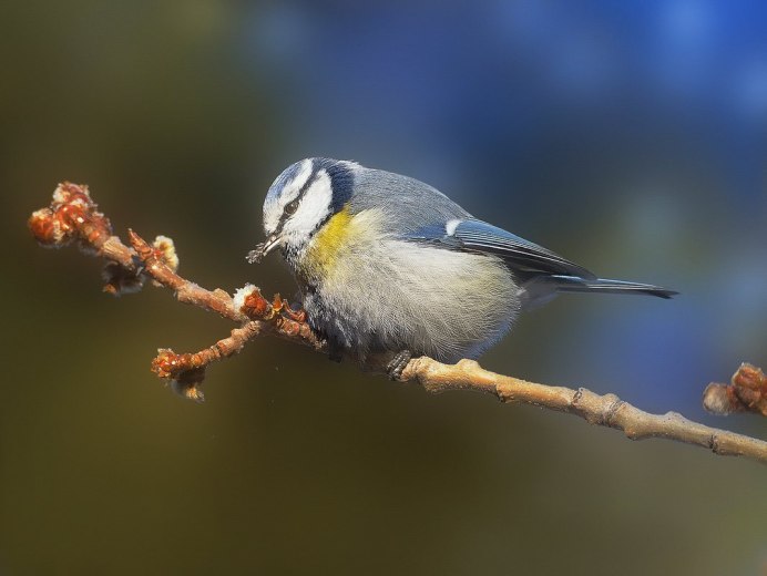 Синица дома