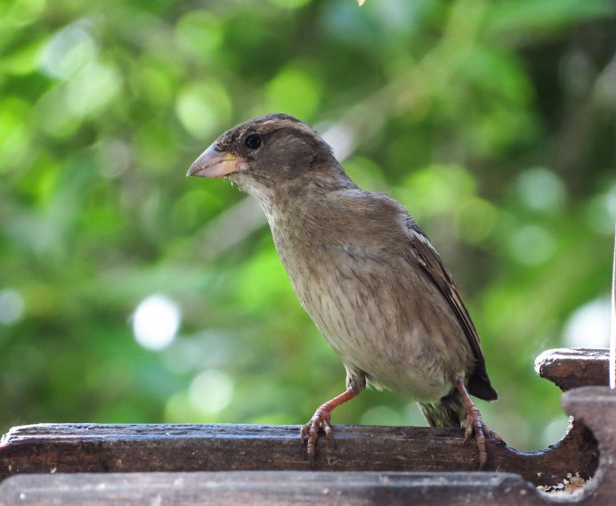Старинные фото птиц