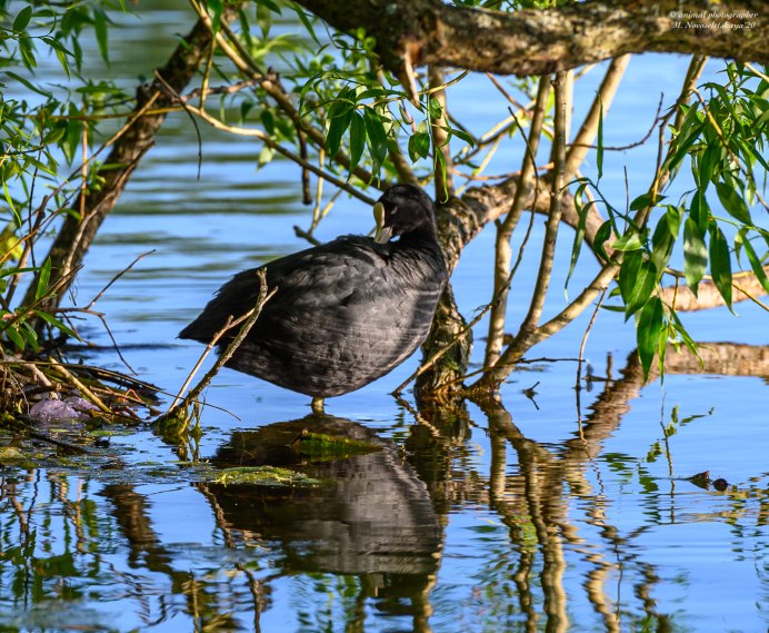 Коричневые птицы фото