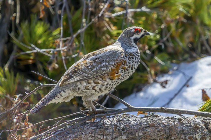 Птицы похожие на Воробьев