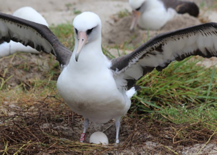 Уиздом (Альбатрос)
