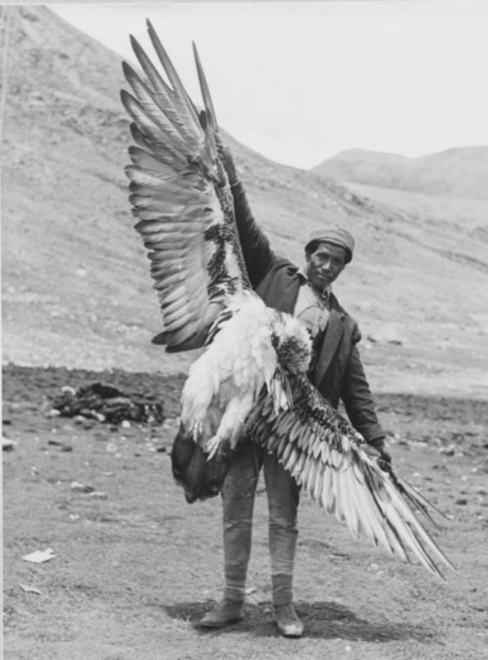 Ворон обыкновенный