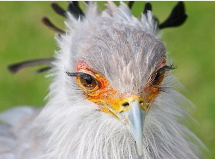 Гавран ворон