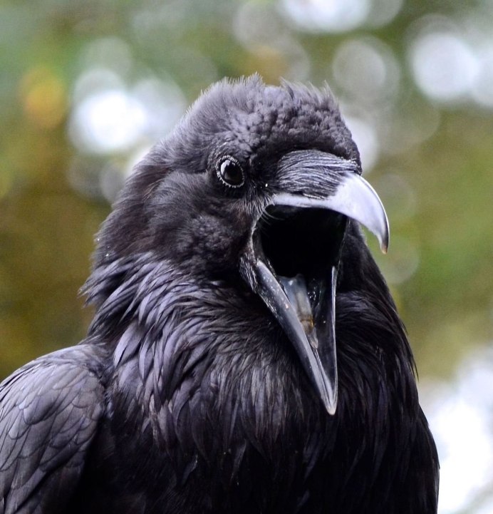 Белоклювый ворон