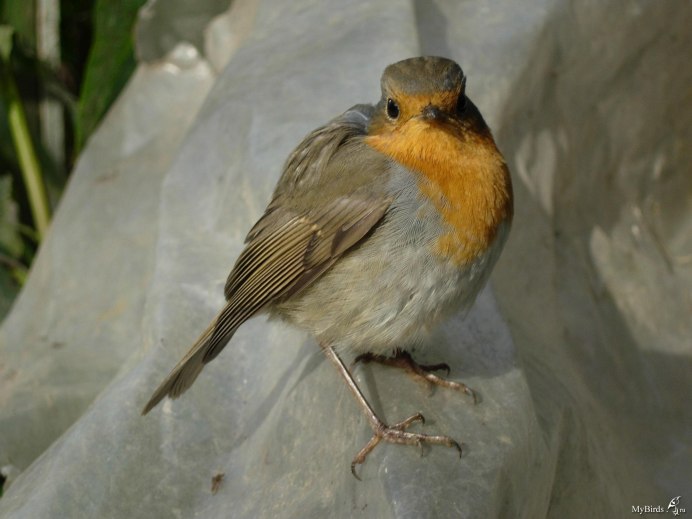 Зимующие лысухи в Ставропольском крае